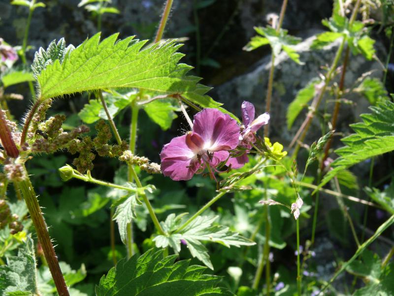 geranium phaeum.jpg