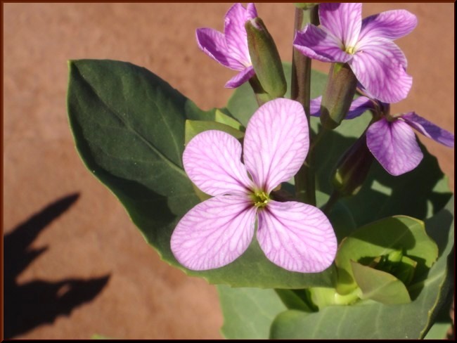 12-Moricandia arvensis (Brassicaceae).JPG