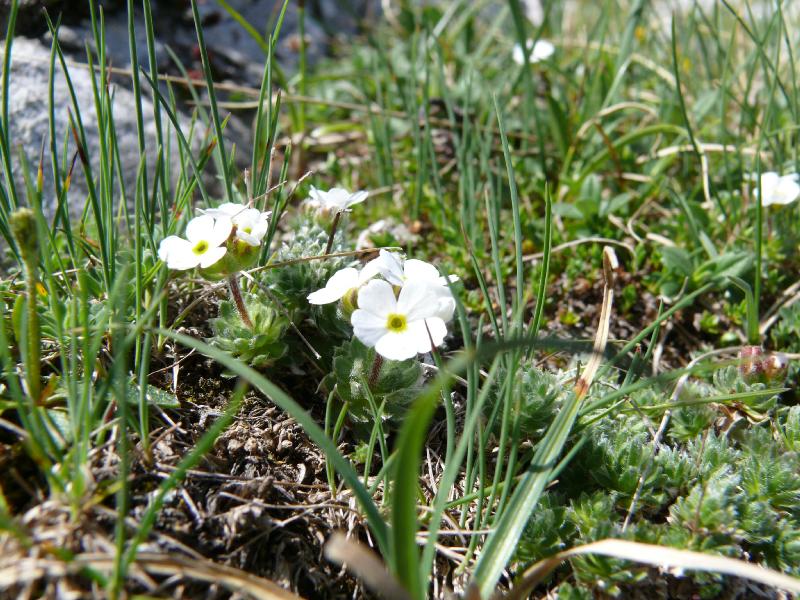androsace villosa.jpg