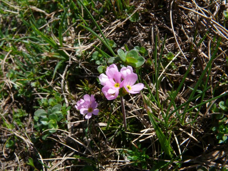 androsace carnea.jpg