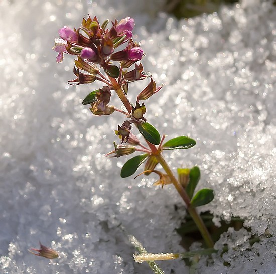Thymus pulegioides persévérant