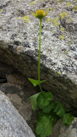 (7) flore Pyrénées - Copie.jpg