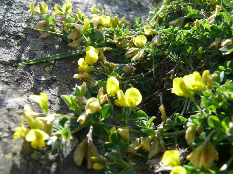 medicago.jpg