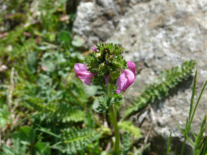 pedicularis pyrenaica.jpg