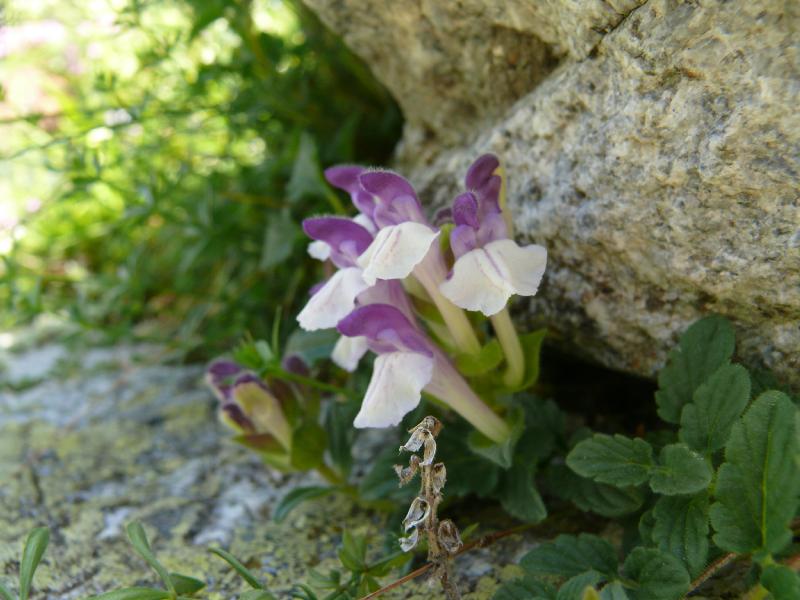 scuttelaria alpina.jpg