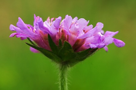 _IMG0017 (4) - Copie.jpg