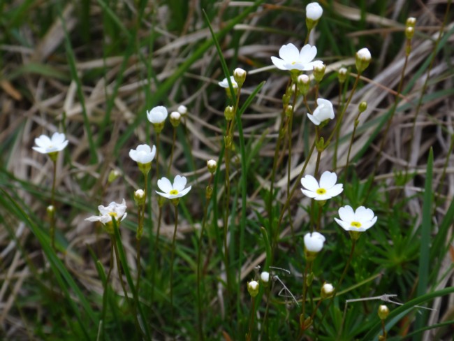 Androsace lactea.jpg