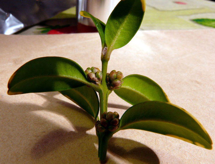 Buxus.jpg