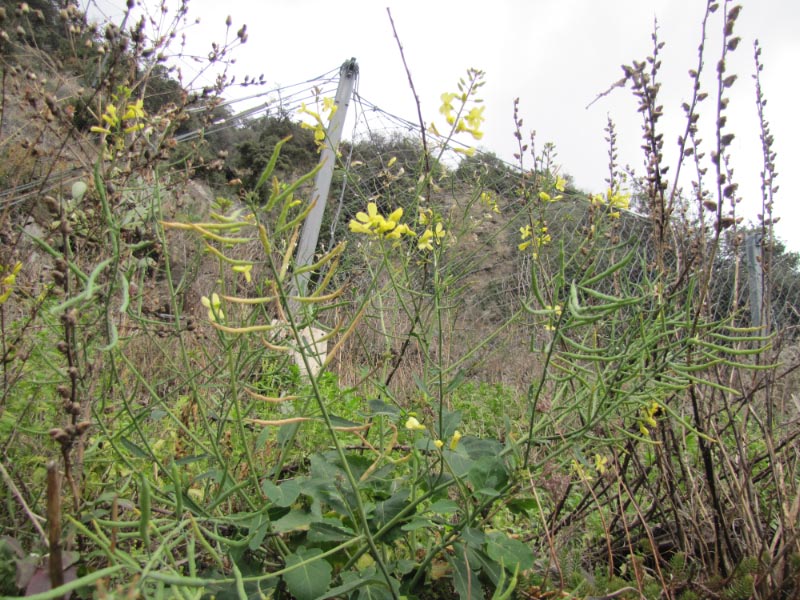 IT-LI-Corniglia99718-1.jpg