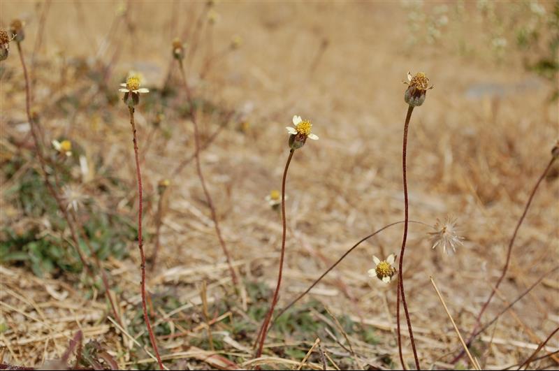 Tridax procumbens (1)_resized.JPG