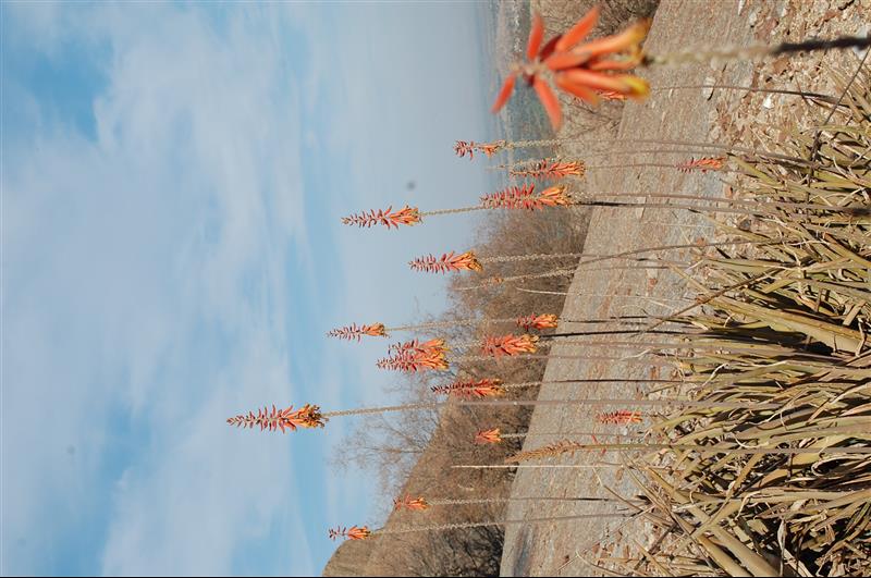 DSC_3599_resized.JPG