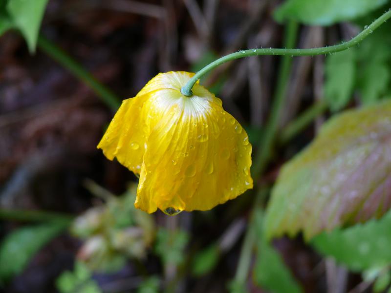 meconopsis cambrica.jpg