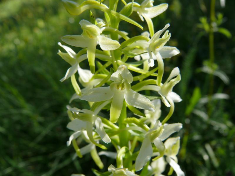 orchis montana.jpg