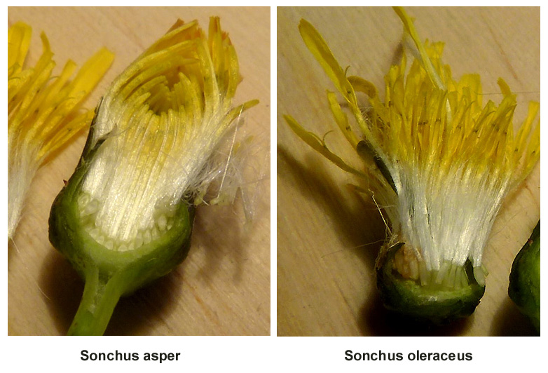 Sonchus asper_S. oleraceus_Compar-P1080831.jpg