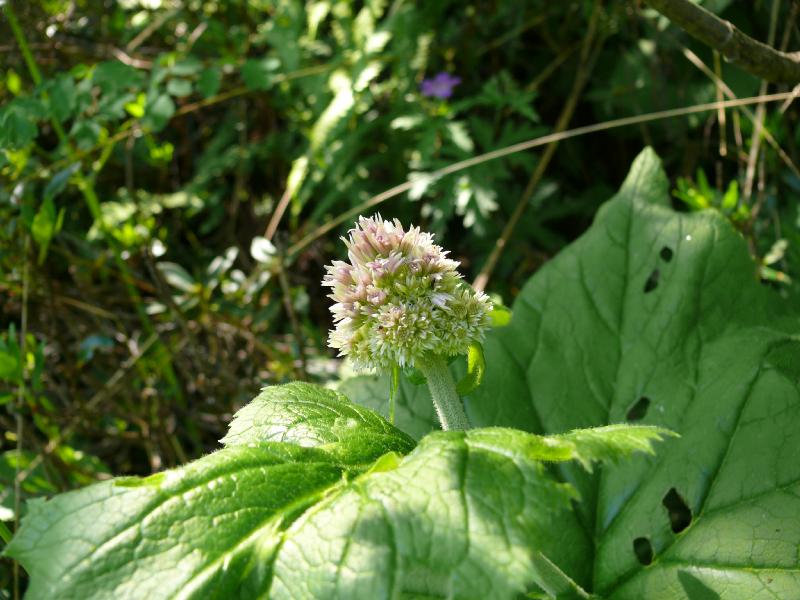 adenostyles alliariae 'pyrenaica'.jpg