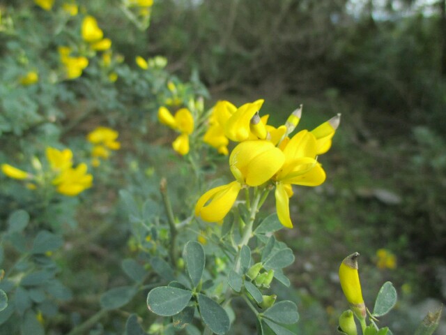 Genista canariensis