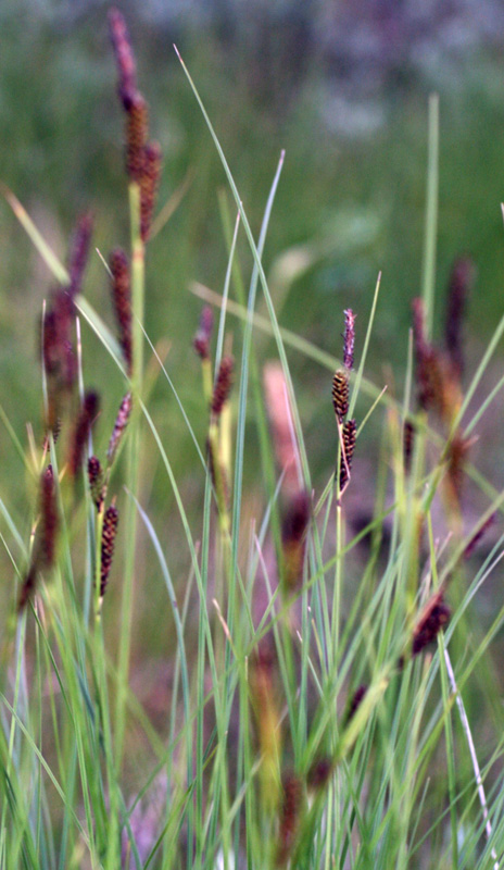 Cypéracées - Carex sp 1 (Carex) - Scandinavie red 2.jpg