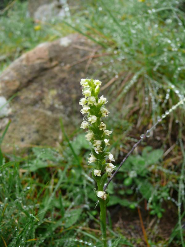 orchis albida.jpg