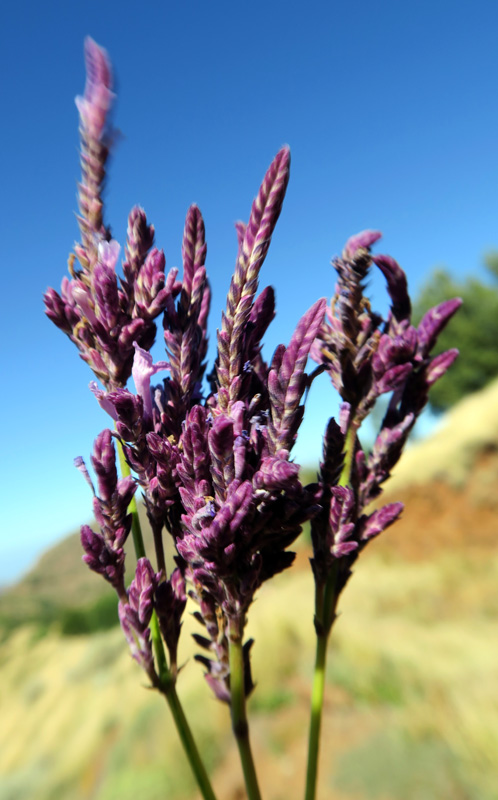 Lamiacées - Lavandula rotundifolia - Cap Vert-Santo Antâo red1.jpg