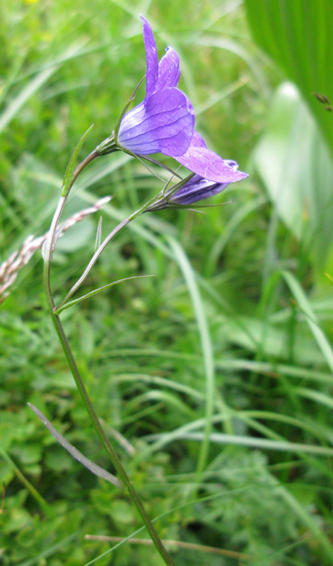 Campanulacées - Campanula sp 11 - Roumanie (Carp méri - Res Nat Arpasel)  red.jpg