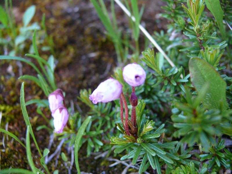 phyllodoce caerula.jpg