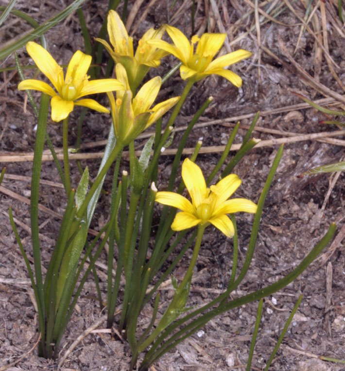 Liliacées - Gagea sp - Espagne cantabrique 1800 m red 2.jpg