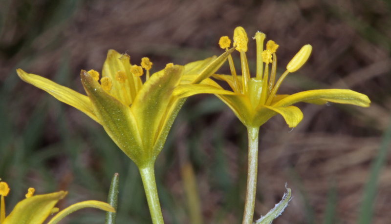 Liliacées - Gagea sp - Espagne cantabrique 1800 m red 3.jpg