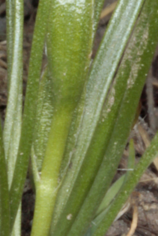 Liliacées - Gagea sp - Espagne cantabrique 1800 m red 4.jpg