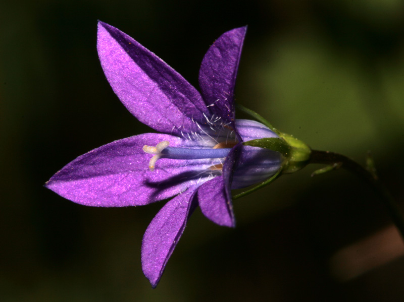 0 Campanulacées - Campanula patula (Campanule étalée) - Roumanie red.jpg