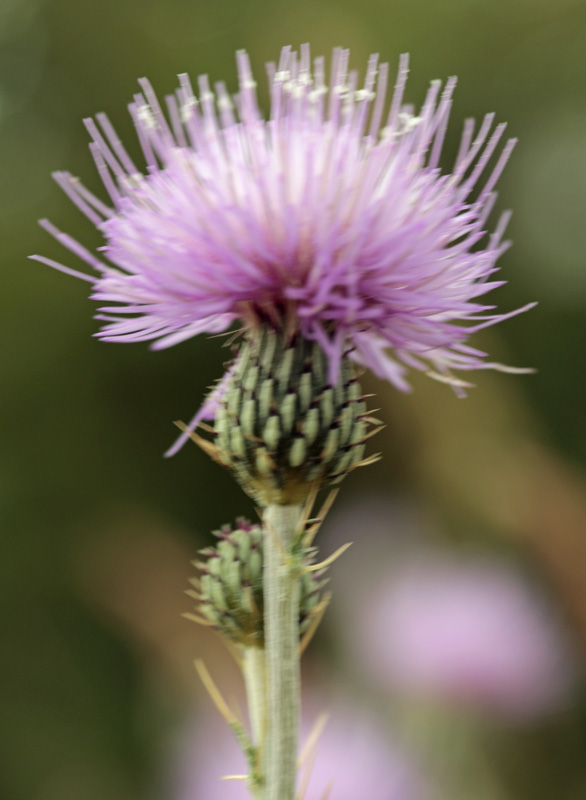 Asteracées - Cirsium sp - Espagne cantabrique red 1.jpg