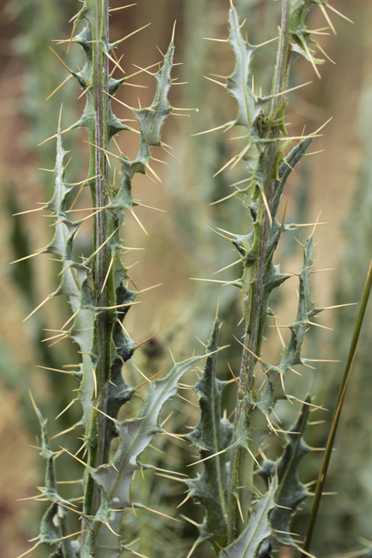 Asteracées - Cirsium sp - Espagne cantabrique red 2.jpg