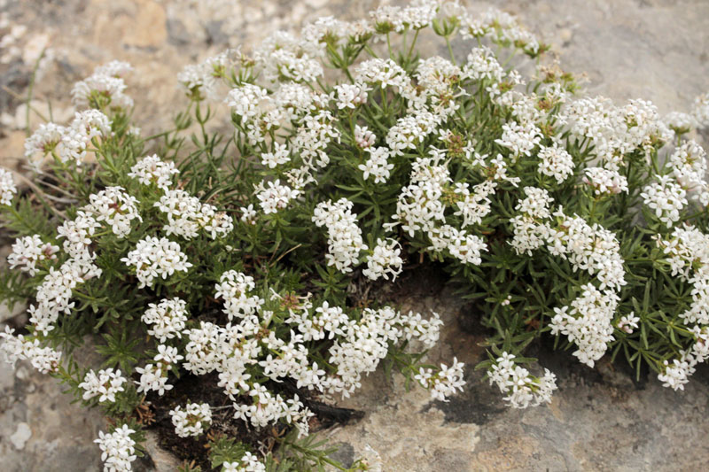 Rubiacées - Galium sp - Espagne cantabrique red 1.jpg