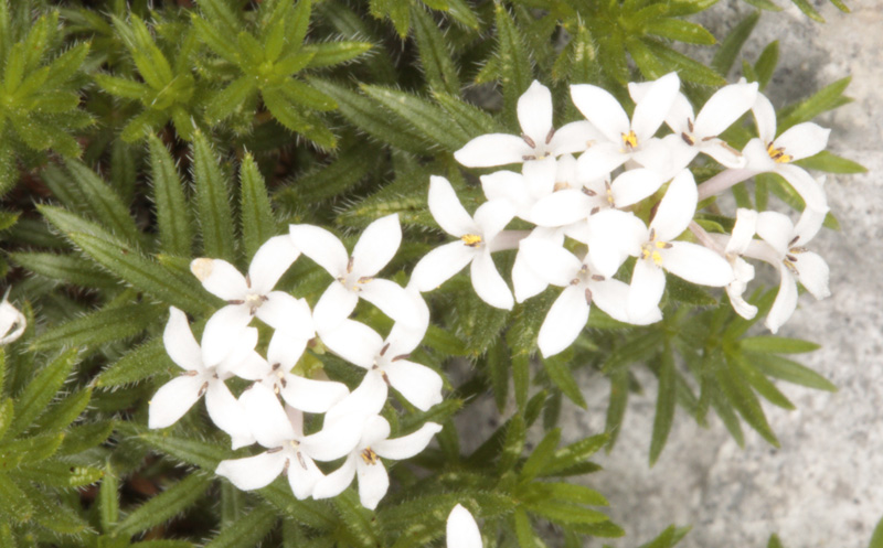 Rubiacées - Galium sp - Espagne cantabrique red 3.jpg