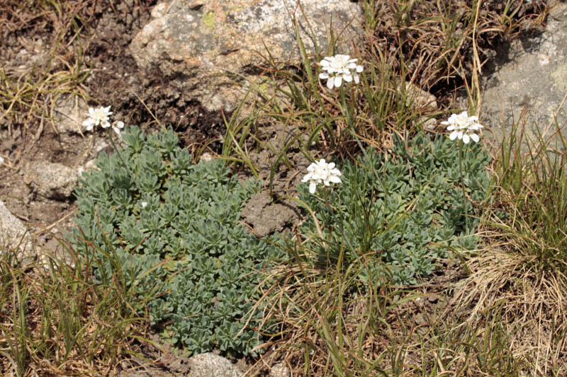 Brassicacées - Blanche X4 - Espagne cantabrique red 1.jpg