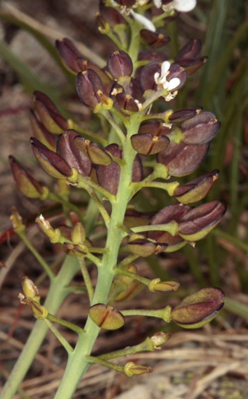 Brassicacées - Blanche X4 - Espagne cantabrique red 6.jpg