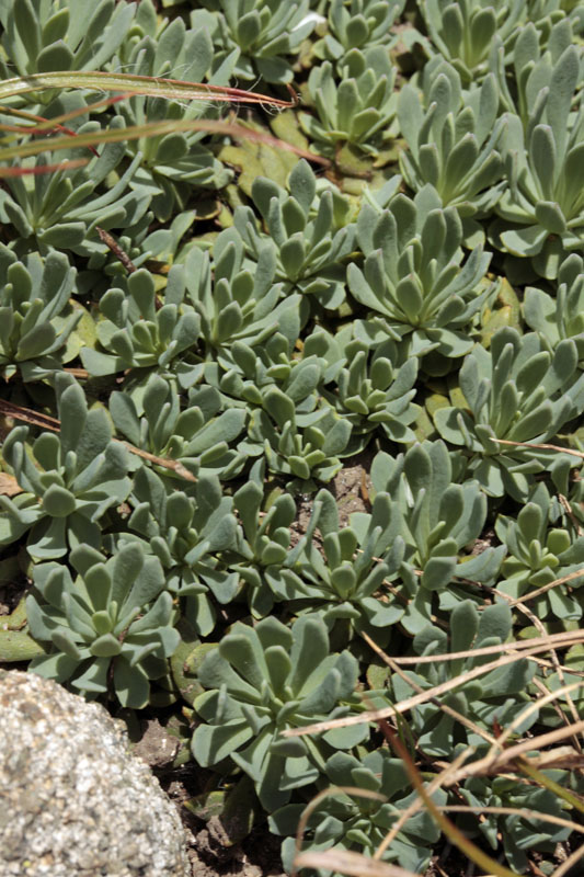 Brassicacées - Blanche X4 - Espagne cantabrique red 7.jpg
