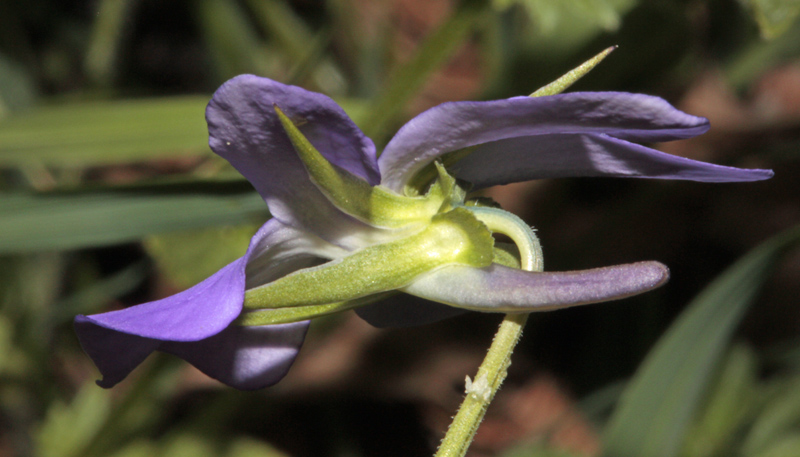 Violacées - Viola x (Violette) - Espagne cantabrique red 2.jpg
