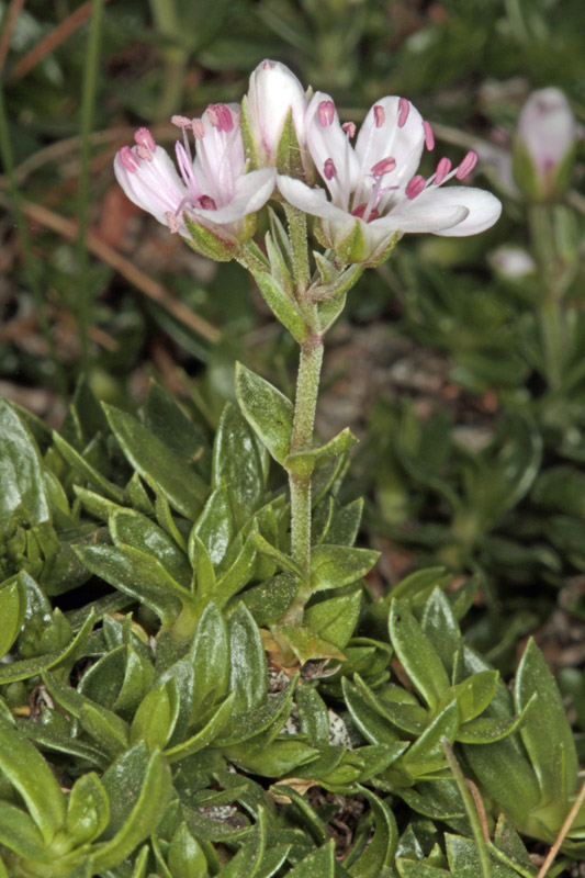Caryophyllacées - X1 - Espagne cantabrique red 2.jpg