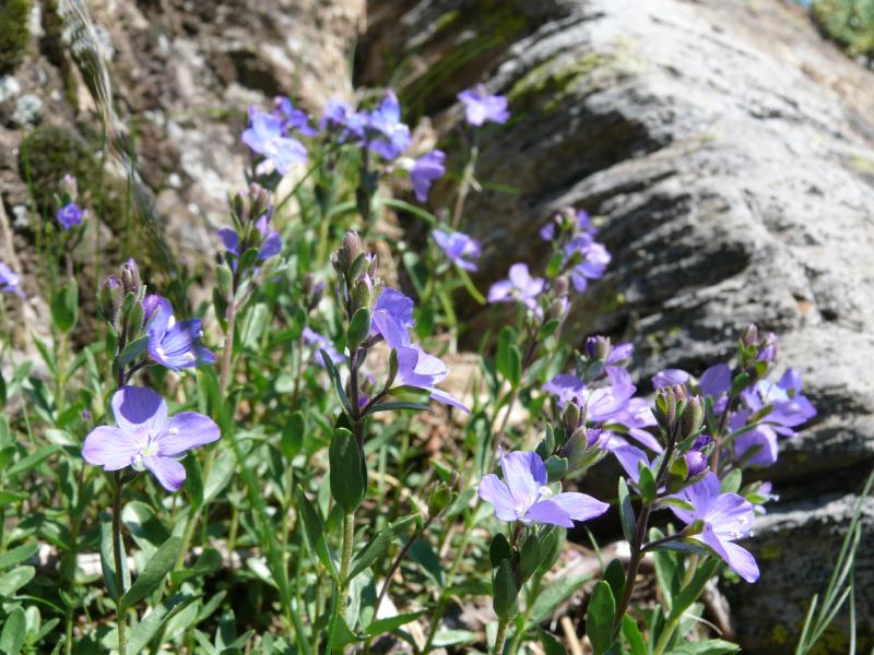 veronica saxatalis.jpg