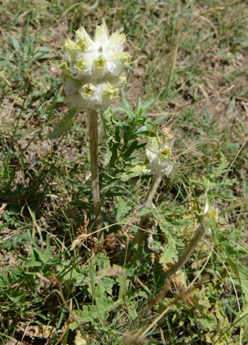 Img2015-08-05_125144.jpg