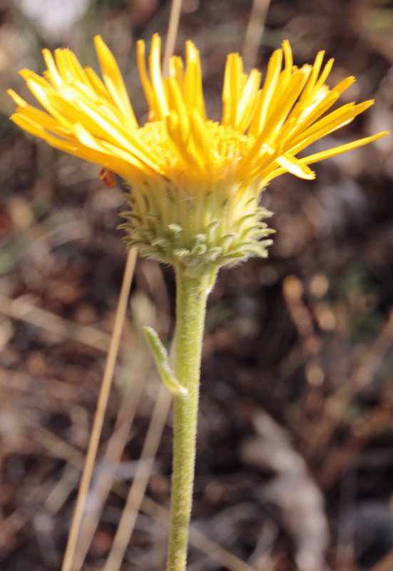 Asteracées - Jaune - Espagne cantabrique red 2.jpg