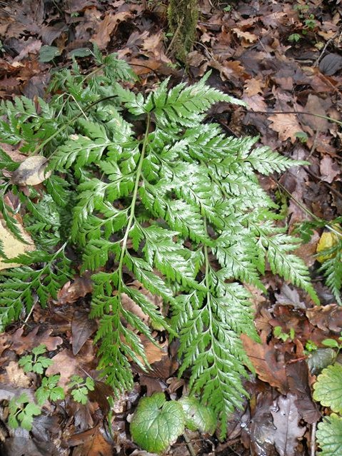Asplenium adiantum nigrum Goyrans 17 12 08 (2).JPG