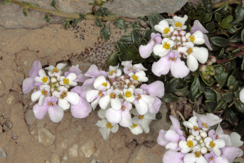 Brassicacées - Noccacea (= Thlaspi) sp (Tabouret) - Espagne cantabrique red 1.jpg