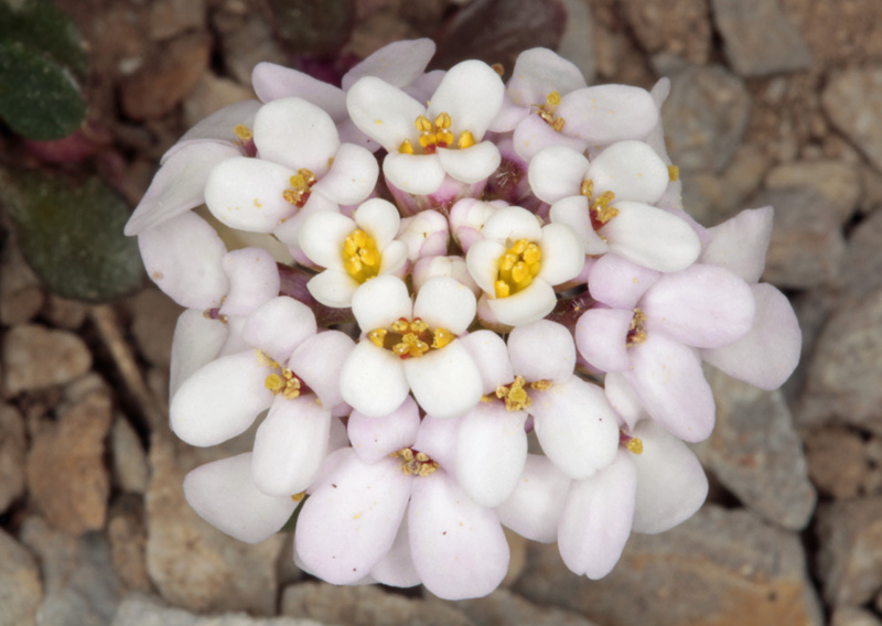Brassicacées - Noccacea (= Thlaspi) sp (Tabouret) - Espagne cantabrique red 2.jpg
