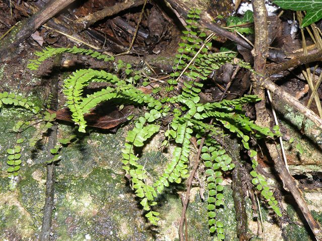 Asplenium aquadrivalens Goyrans 17 12 08 (2).JPG