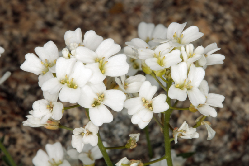 Brassicacées - Blanche X3 - Espagne cantabrique red 2.jpg
