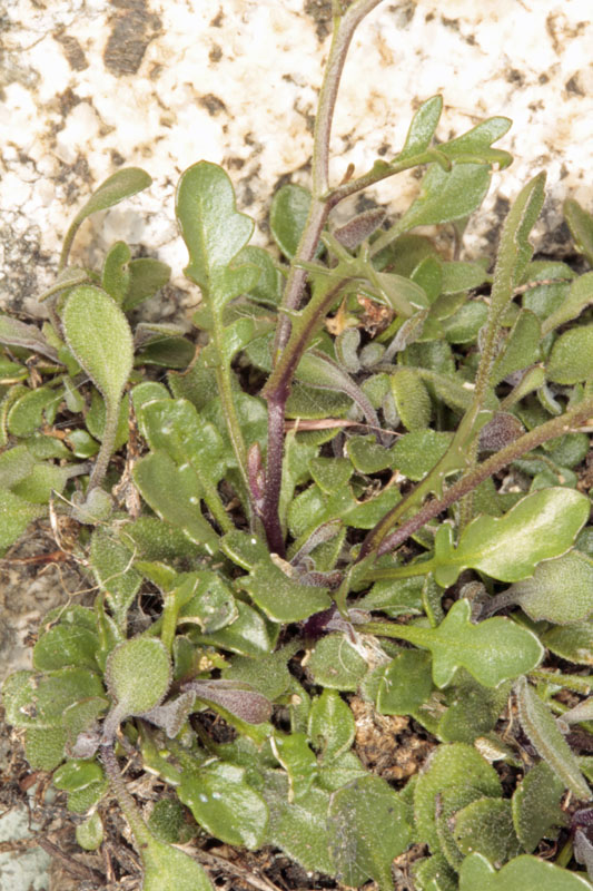 Brassicacées - Blanche X3 - Espagne cantabrique red 3.jpg