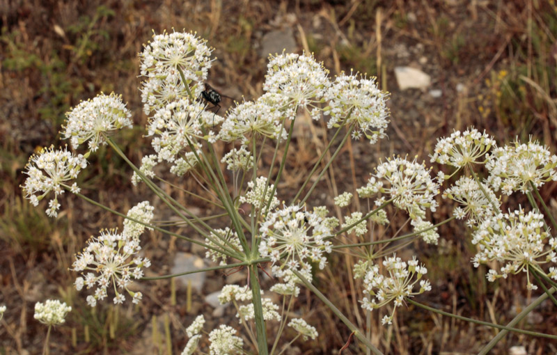 Apiacées - Laserpitium sp - Espagne cantabrique red 1.jpg