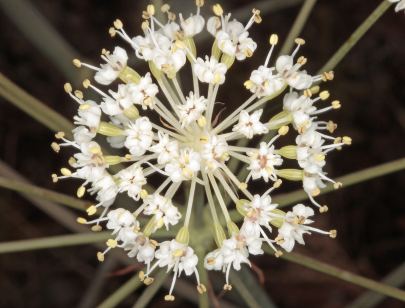Apiacées - Laserpitium sp - Espagne cantabrique red 2.jpg