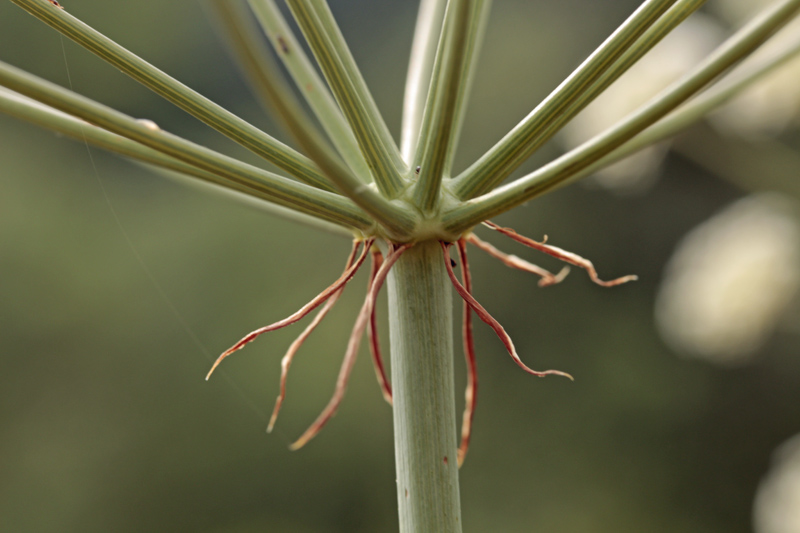 Apiacées - Laserpitium sp - Espagne cantabrique red 3.jpg